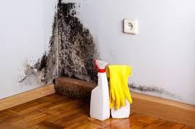 Reliable Parkland, FL Mold Inspection Solutions